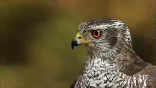 Northern Goshawk