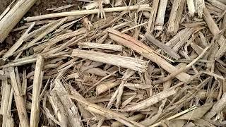 Alfalfa seedlings (and a hay tedder)