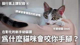 為什麼貓咪會咬你手腳？怎麼改善？全解析！新手幼貓課程｜貓行為上課記錄｜訓練師温温出任務 EP6