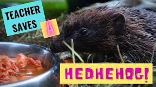 Saving a Hedgehog's Life | Living Things | Learning Made Fun