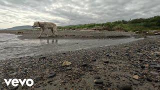 Wolf on Beach at Katmai National Park (From "National Geographic Soundscapes: National Parks USA")