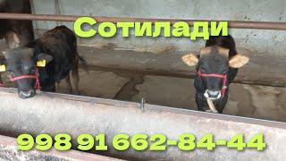 Кыргызстон парода букачалар СОТИЛАДИ 6 та 998 91 662-84-44