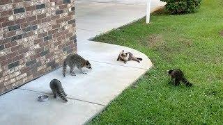 Mother Raccoon and Babies Try to Snatch Food from Kitty