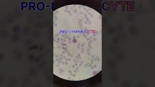 PRO-LYMPHOCYTE #youtubeshorts