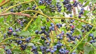 Blueberry Picking At A Local Farm