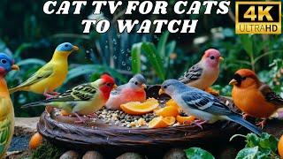 Ultimate Cat TV  Best Birds & Squirrels Videos for Cats to Enjoy 4K HDR