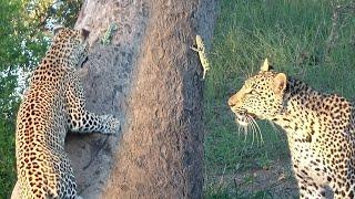 A Rare Sight! LEOPARD and CHAMELEON.