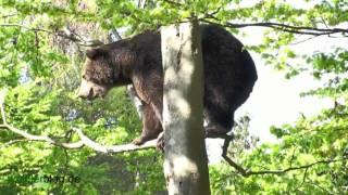 Baeren klettern auf Baum The climbing bears
