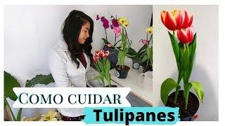 TODO SOBRE LOS TULIPANES / MELISA ZUJEY