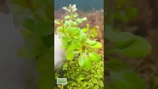 LUDWIGIA REPENS (Absolutely Stunning Aquarium Plant For Sale)