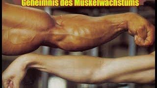 Das Geheimnis des Muskelwachstums