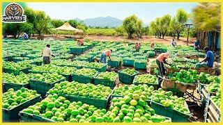 Harvest like crazy! "The way folks  Harvest Eggplants is lightning fast."