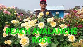 Peach Avalanche Rose