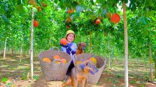 Harvesting Gac Fruit Goes To Market Sell - Making Gac Sticky Rice, Farming, Garden | Tieu Lien