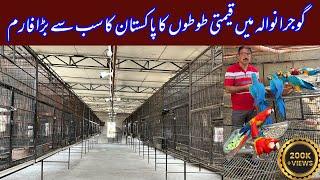 Biggest Macaw Breeding Farm in Gujranwala Pakistan Scarlet, Blue Gold, Red & Green wing Zubair Anwer