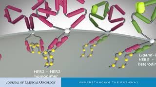 Targeting HER2 by Combination Therapies