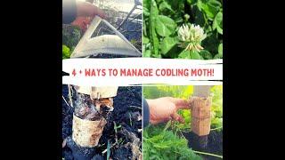 How To Manage Codling Moth!