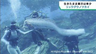 とても珍しい深海魚リュウグウノツカイ　仙台うみの杜水族館で展示