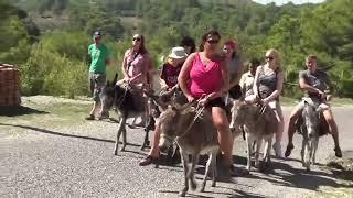Tourist donkeys