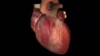 How the Heart Works 3D Video