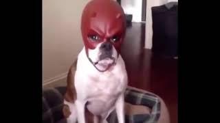 Dog with red mask meme