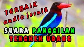 Suara panggilan tengkek udang,tengkek udang gacor alam liar,kingfisher song