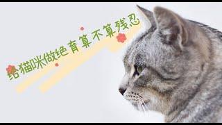 给猫咪做绝育算不算残忍