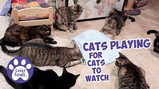 Cats Playing For Cats To Watch Video  - 7 Cats vs SmartyKat Hot Pursuit