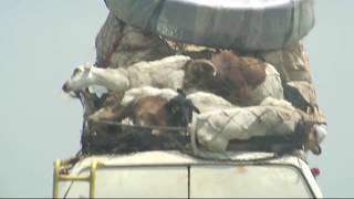 Goats Riding On Top of a Van