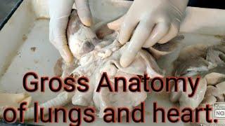 Gross Anatomy of lungs and heart || by Aniket tyagi