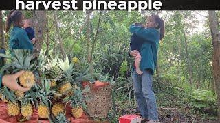 After the storm, my son and I went to harvest pineapples to sell -NGThuy