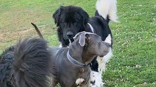 Dogs Do Not Tolerate a Pushy Newfoundland