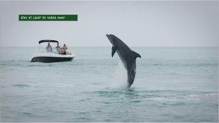 Safe Boating Around Dolphins