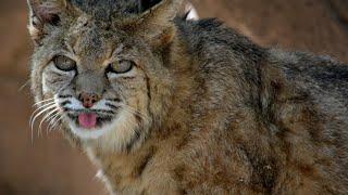 The Bobcat’s Role in Ecosystems: Predator and Prey