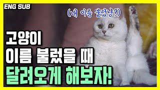 고양이 이름부르면 달려오게 훈련하는법.