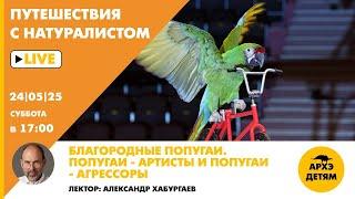 Занятие "Благородные Попугаи. Попугаи — артисты и попугаи — агрессоры" c Александром Хабургаевым
