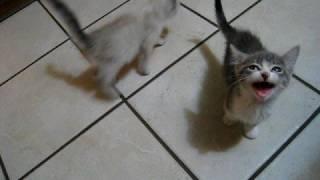 2 kittens, 1 cat, lots of meowing