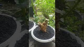 sancang #bahan bonsai#budidaya #bonsai pemula# hobi bonsai