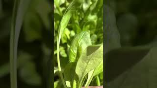 Grow Spinach, Coriander, Scallions, Methi for months. Link in Comments. Subscribe.