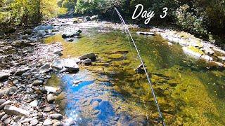 LITTLE RIVER Trout Fishing in the Little River Gorge (Day 3 - GSMNP)