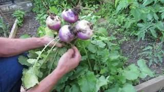 Turnips: Three Tips to Growing Them to a Good Size: Loose Soil, Low Nitrogen, Spacing -TRG 2016