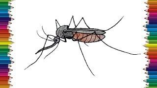 How to draw a Mosquito step by step - Mosquito drawing easy for beginners