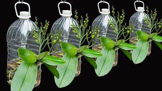 Don't be afraid of the orchid dying, growing it in a plastic bottle will have many new flowers
