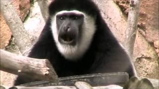 Peoria Zoo Colobus Monkey