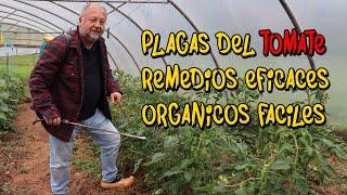 Plagas del TOMATE. Como ELIMINARLAS  de forma orgánica