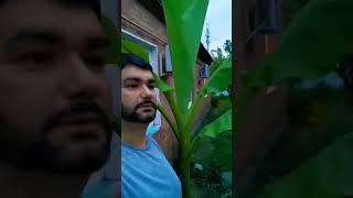 Банановая пальма растёт Ростовской области