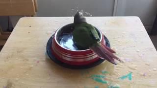 Green Cheek Conure Bathing in SLOW MOTION!