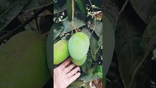 Malda mango plant  at home  #shorts #youtubeshorts #shortsfeed