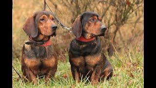 Alpine Dachsbracke