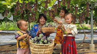 Rescue Baby Frogs Back To Nature & Harvesting Grapes | Sung Thi So